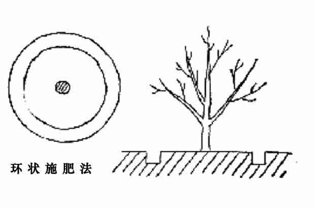 桃树施肥方式有哪些？